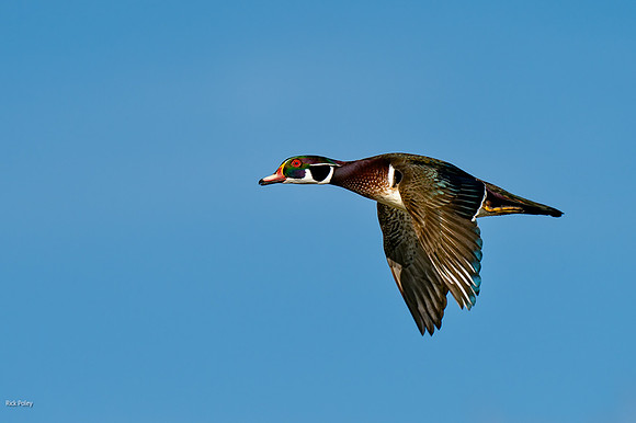 Drake Wood Duck (Aix sponsa) in Flight