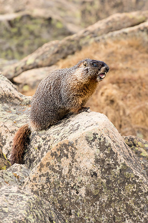 Yellow-bellied Marmot (Marmota flaviventris)