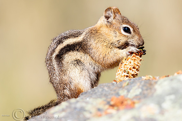 Golden-mantled Ground Squirrel (Callospermophilus lateralis) Fee