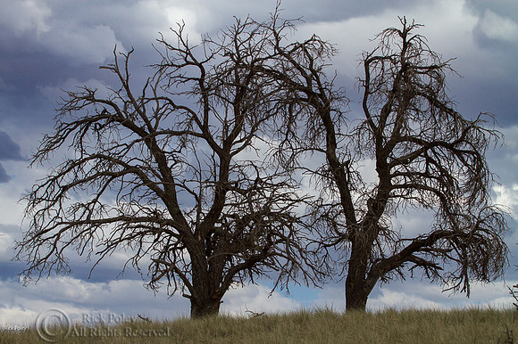 Pinyon Pine Skeleton Silhouettes