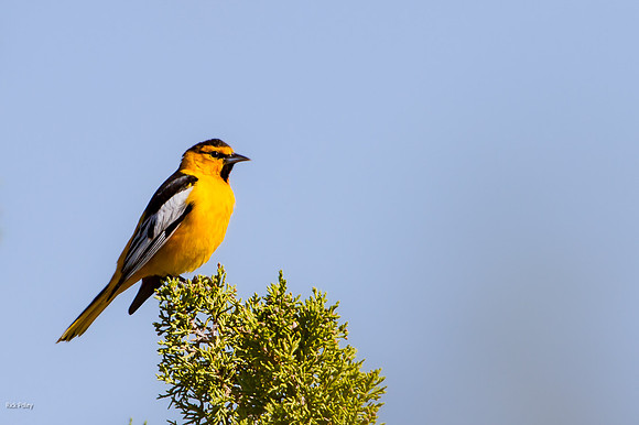 Male Bullock's Oriole (Icterus bullockii)