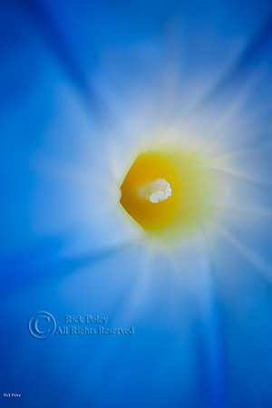 Blue Morning Glory (Ipomoea sp.) Detail