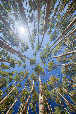 Quaking Aspen (Populus tremuloides) & Sunstar