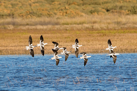 Migrating American Avocet (Recurvirostra americana) Flock