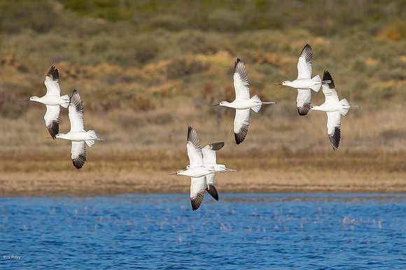 Migrating American Avocet (Recurvirostra americana) Flock