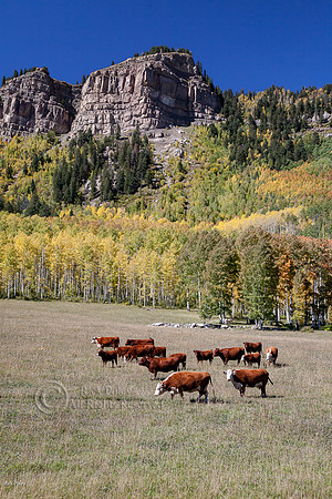 Cattle Ranch North of Durango CO