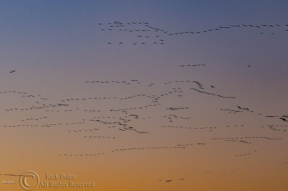 Snow Geese (Chen caerulescens) Flying From Morning Roost