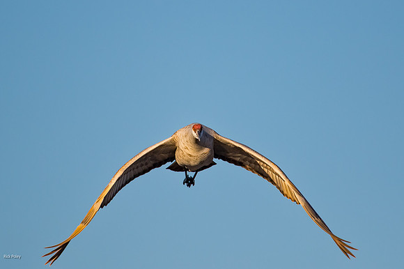 Incoming Sandhill Crane (Grus canadensis) in Flight