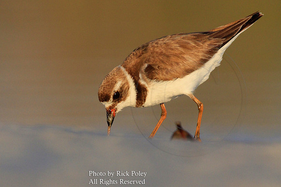 Foraging Adult Semipalmated Plover (Charadrius semipalmatus)
