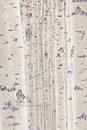 Quaking Aspen