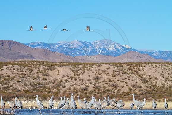 Sandhill Cranes @ Bosque del Apache, NWR