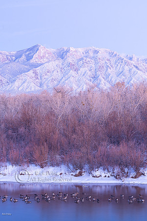 Roosting Canada Geese (Branta canadensis) on Rio Grande River &