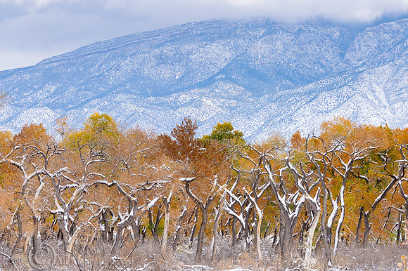 First Autumn Snowfall Along Rio Grande Bosque at the Base of San