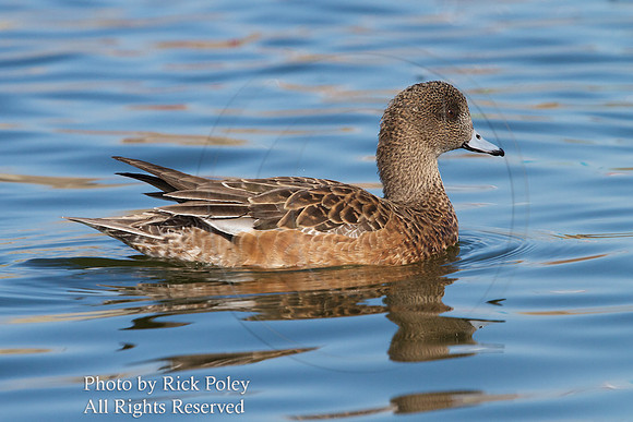 American Wigeon (Anas americana)