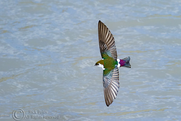 Violet-green Swallow (Tachycineta thalassina) in Flight