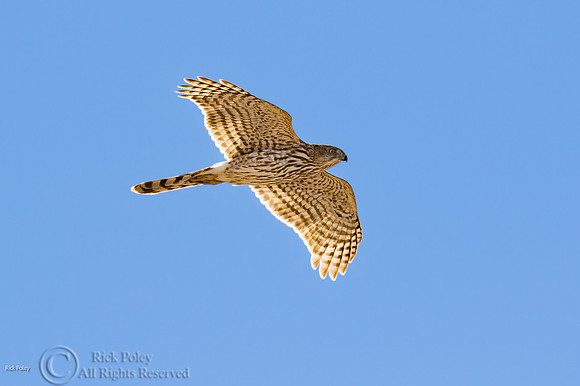 Juvenile Cooper's Hawk (Accipiter cooperii) in Flight
