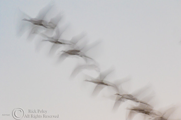 Sandhill Crane (Grus canadensis) Motion Blur Abstract