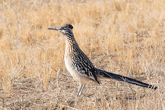 Greater Roadrunner (Geococcyx californianus)