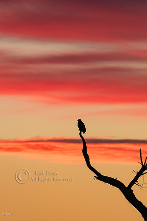 Bald Eagle (Haliaeetus leucocephalus) at Sunrise