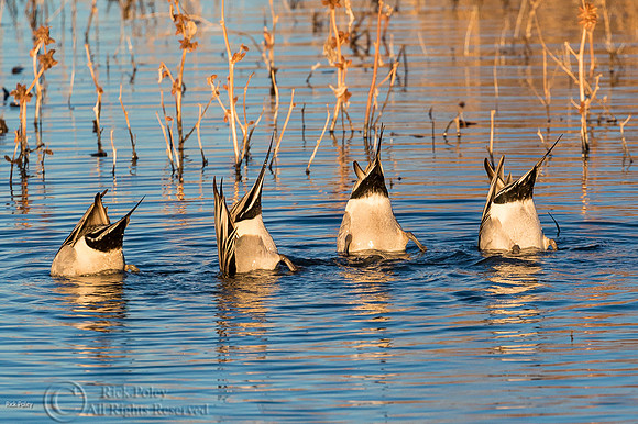 Bottoms Up-- Foraging Drake Northern Pintails (Anas acuta)