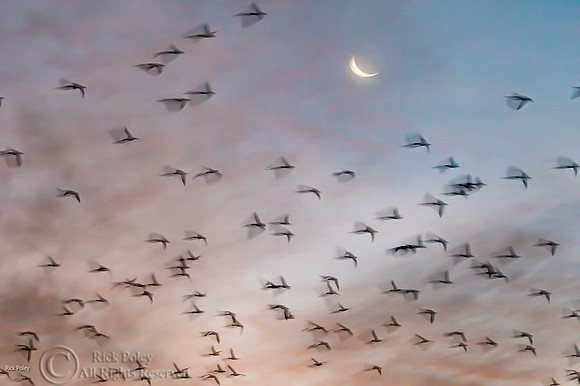 Snow Geese (Chen caerulescens) Motion Flying Blur & Crescent Moo