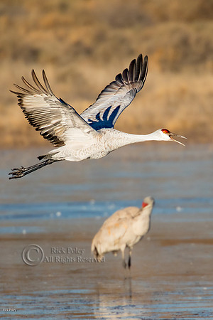Calling Sandhill Crane (Grus canadensis) Taking Flight