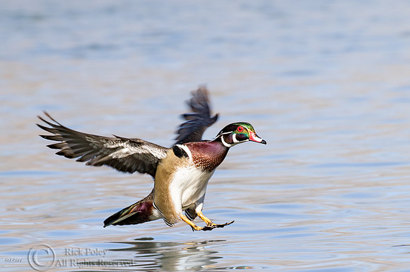 Wood Duck (Aix sponsa) Drake Landing on Pond