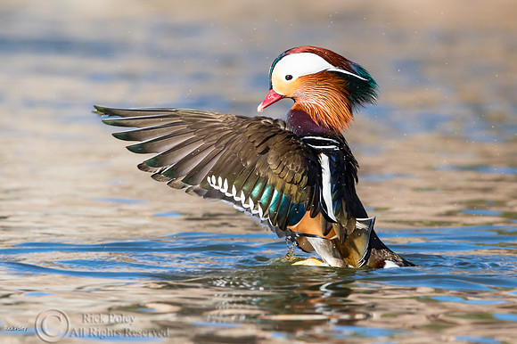 Mandarin Duck (Aix galericulata) Drying Wings After Bathing