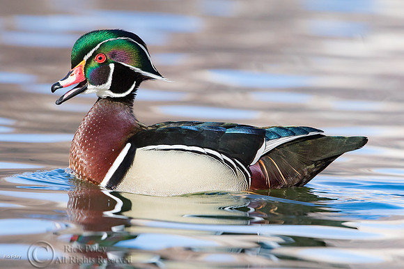 Wood Duck (Aix sponsa) Drake Calling