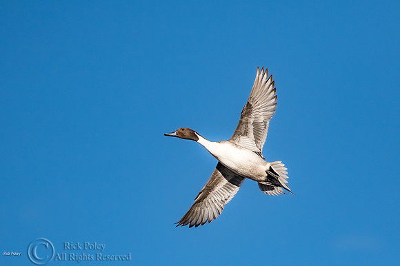 Northern Pintail (Anas acuta) Drake in Flight