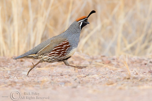 Running Gambel's Quail (Callipepla gambelii) Cock