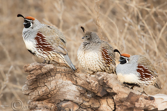 Gambel's Quail (Callipepla gambelii) Hen, & Two Cocks