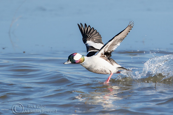 Drake Bufflehead (Bucephala albeola) Running Take-off