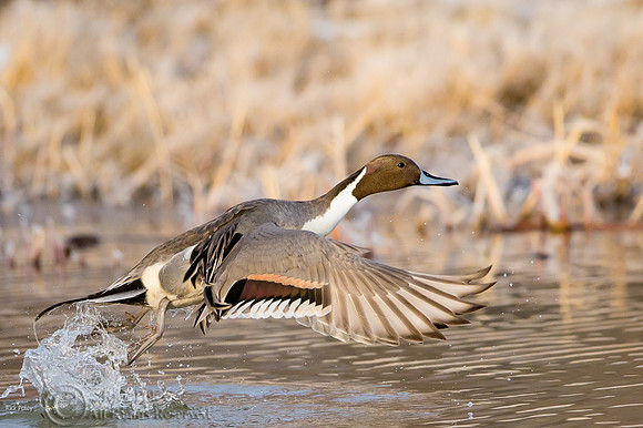 Drake Northern Pintail (Anas acuta) Taking Flight