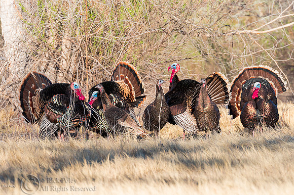 Turkeys (Meleagris gallopavo) Displaying