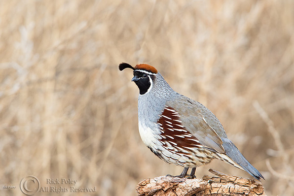 Gambel's Quail (Callipepla gambelii) Cock
