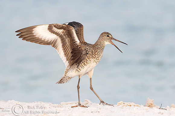 Adult Breeding Willet (Catoptrophorus semipalmatus) in Territori