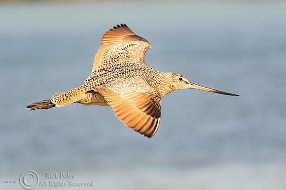 Marbled Godwit (Limosa fedoa) in Flight