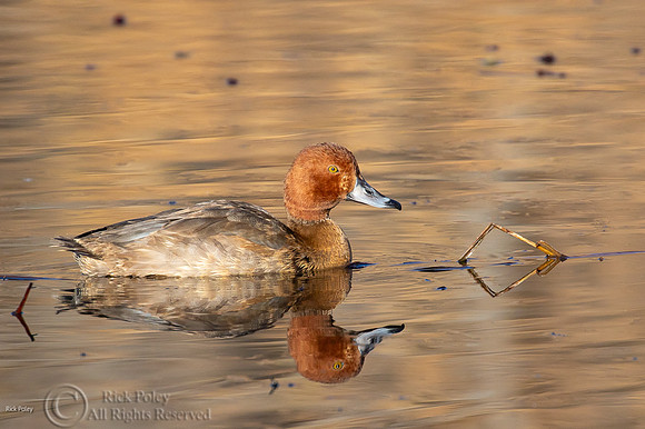 Redhead (Aythya americana)