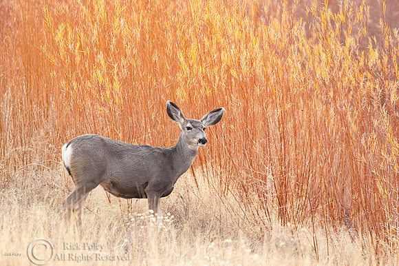 Mule Deer Doe (Odocoileus hemionus)