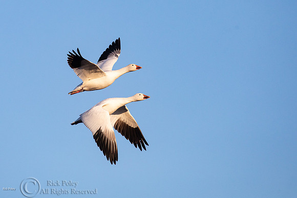 Snow Geese (Chen caerulescens) in Flight