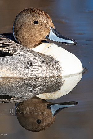 Northern Pintail (Anas acuta) Drake Head Portrait & Reflection