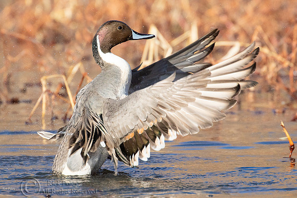 Northern Pintail (Anas acuta) Drake Preening & Bathing