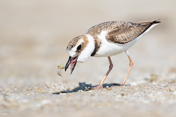 Wilson's Plover (Charadrius wilsonia) With Marine Invertebrate