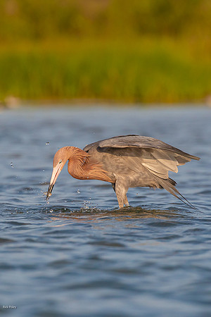 Reddish Egret (Egretta rufescens) Catches Small Fish