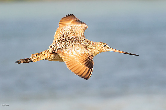 Marbled Godwit (Limosa fedoa) in Flight