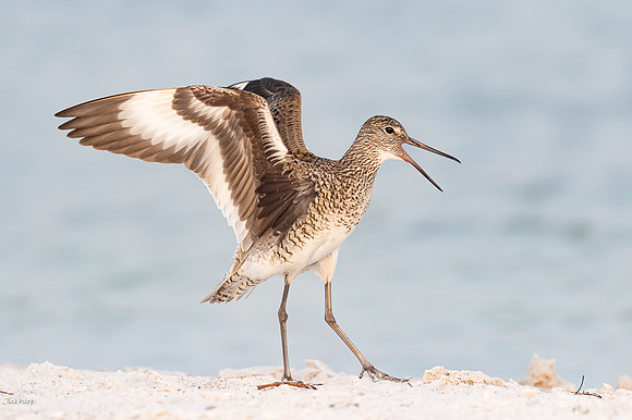 Adult Breeding Willet (Catoptrophorus semipalmatus) in Territori