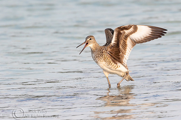 Willet (Catoptrophorus semipalmatus) in Breeding Plumage Calling