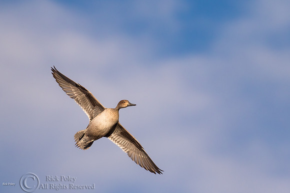 Northern Pintail (Anas acuta) Hen in Flight