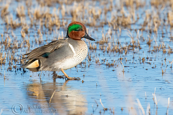 Green-winged Teal (Anas carolinensis) Drake Walking on Ice